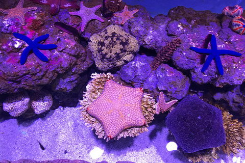 Cairns Aquarium Admission Ticket - Foster Accommodation 5