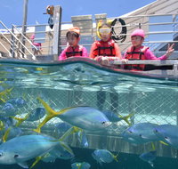 Outer Reef Pontoon Experience from Cairns - Foster Accommodation