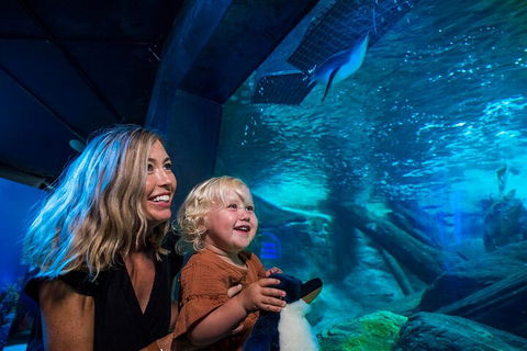 SEA LIFE Sunshine Coast Aquarium Entrance Ticket - Foster Accommodation 0