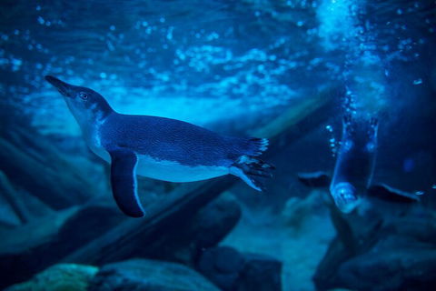 SEA LIFE Sunshine Coast Aquarium Entrance Ticket - Foster Accommodation 1