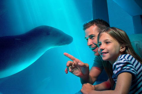 SEA LIFE Sunshine Coast Aquarium Entrance Ticket - Foster Accommodation 2