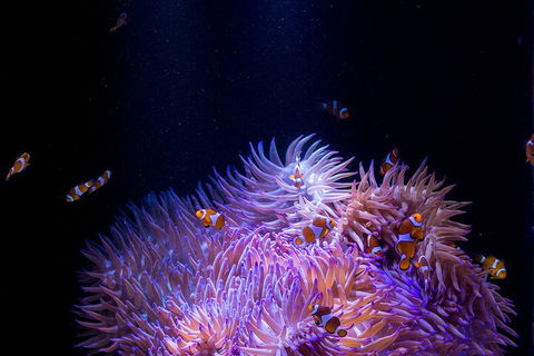 SEA LIFE Sunshine Coast Aquarium Entrance Ticket - Foster Accommodation 4