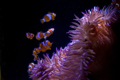 SEA LIFE Sunshine Coast Aquarium Entrance Ticket - Foster Accommodation 5