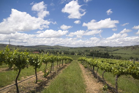Hunter Valley Wine Tour From Sydney Incl Lunch, Cheese, Chocolate And Distillery - Foster Accommodation 0