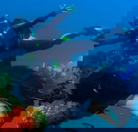 Scuba Dive the S.S. Yongala Wreck on the Great Barrier Reef. - Foster Accommodation