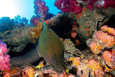 Scuba Dive The S.S. Yongala Wreck On The Great Barrier Reef. - Foster Accommodation 1